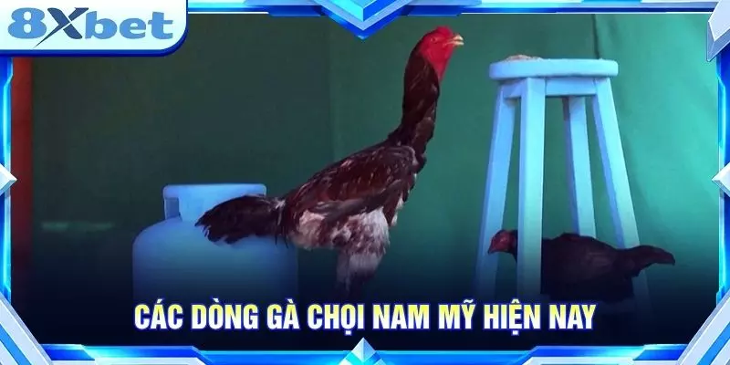 Các dòng gà chọi Nam Mỹ hiện nay