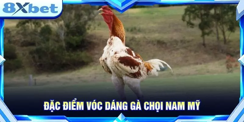 Đặc điểm vóc dáng gà chọi Nam Mỹ