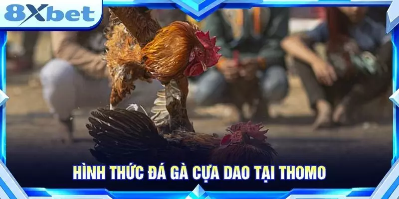 Hình thức đá gà cựa dao tại Thomo