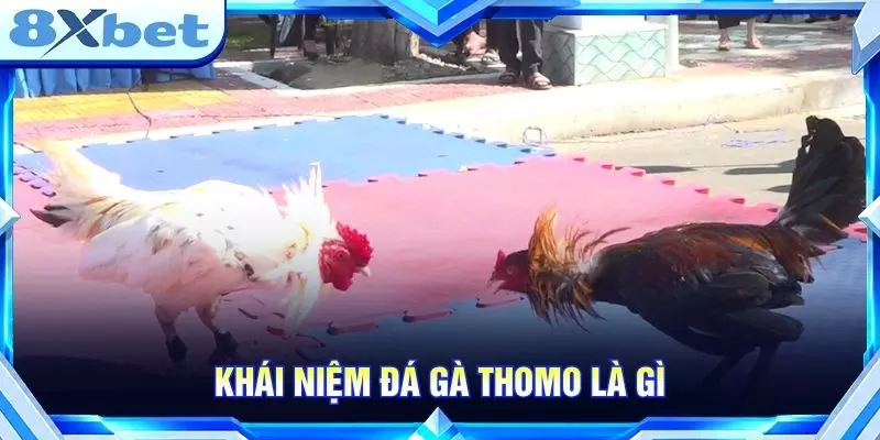 Khái niệm đá gà thomo là gì