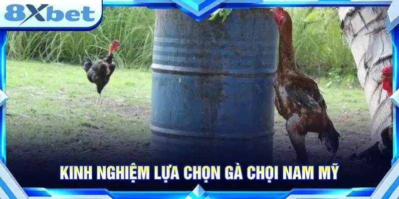 Kinh nghiệm lựa chọn gà chọi Nam Mỹ