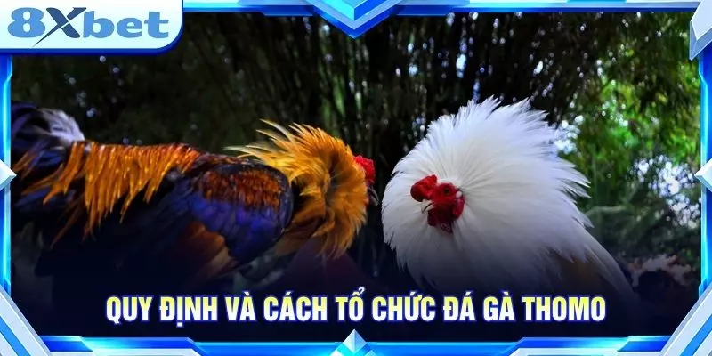 Quy định và cách tổ chức đá gà Thomo