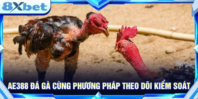 AE388 Đá Gà: Góc Nhìn Thực Tế Cho Người Mới Theo Dõi Kèo AE388 đá gà cùng phương pháp theo dõi kiểm soát