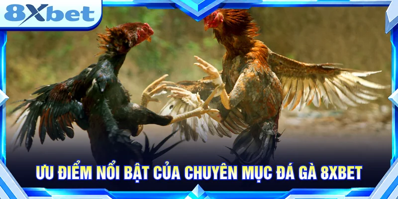 Chuyên mục đá gà 8XBET nổi bật với giao diện trực quan và danh mục đa dạng.