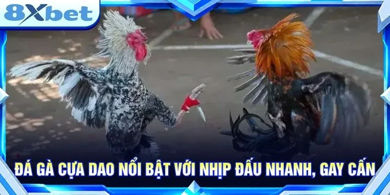 Đá gà cựa dao nổi bật với nhịp đấu nhanh, gay cấn