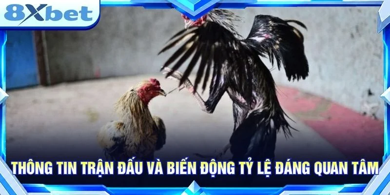 AE388 Đá Gà: Góc Nhìn Thực Tế Cho Người Mới Theo Dõi Kèo Thông tin trận đấu và biến động tỷ lệ đáng quan tâm